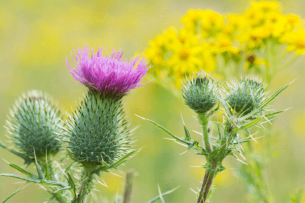 Thistle is spiky and impenetrable to represent security