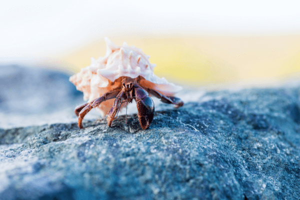 hermit crab to show protection from insider risk